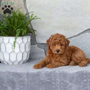 Fraser, Miniature Poodle Puppy